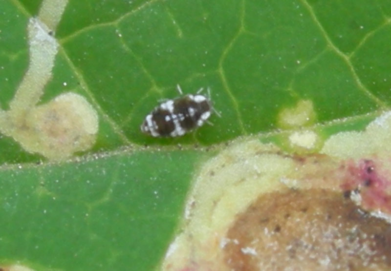 Coniopterygidae: Semidalis aleyrodiformis